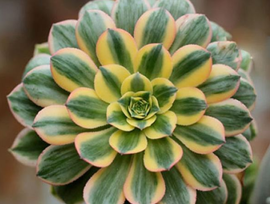 中斑莲花掌
