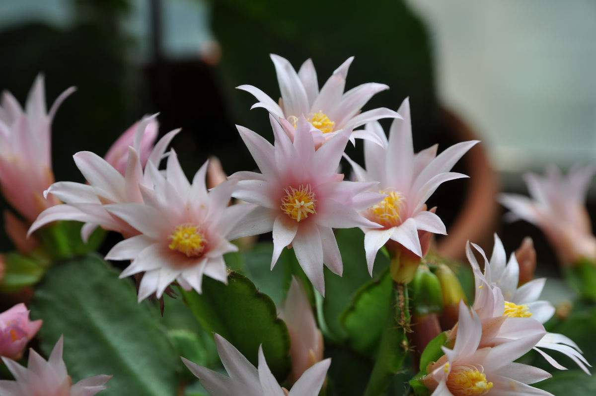 假昙花