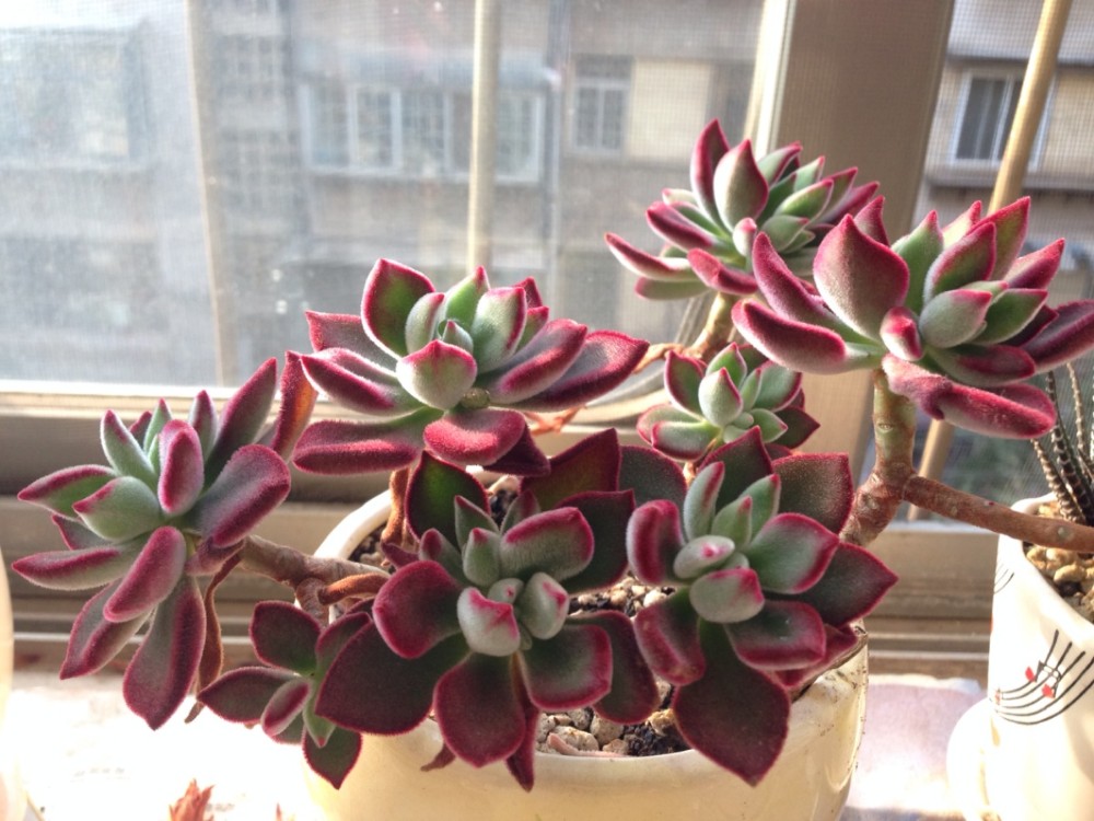 锦晃星