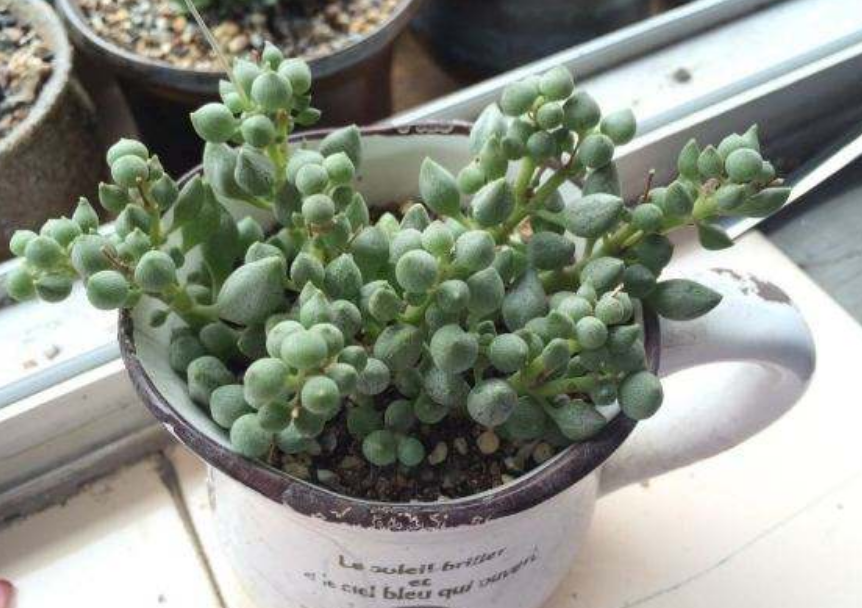 锦上珠