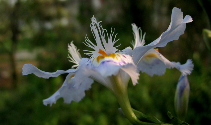 蝴蝶花