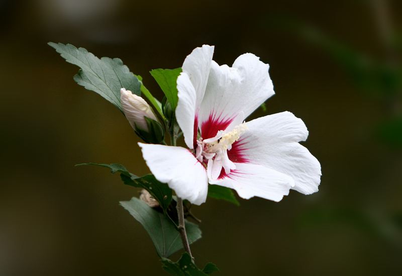 扶桑花形态特征