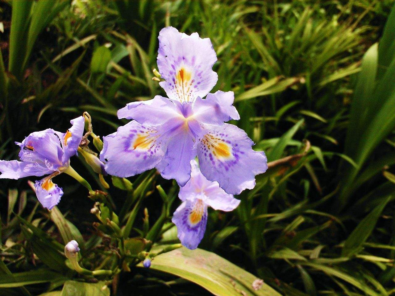德国鸢尾 (德国鸢尾花期)-盆栽百科网 - 一家专业的盆栽花卉植物栽培