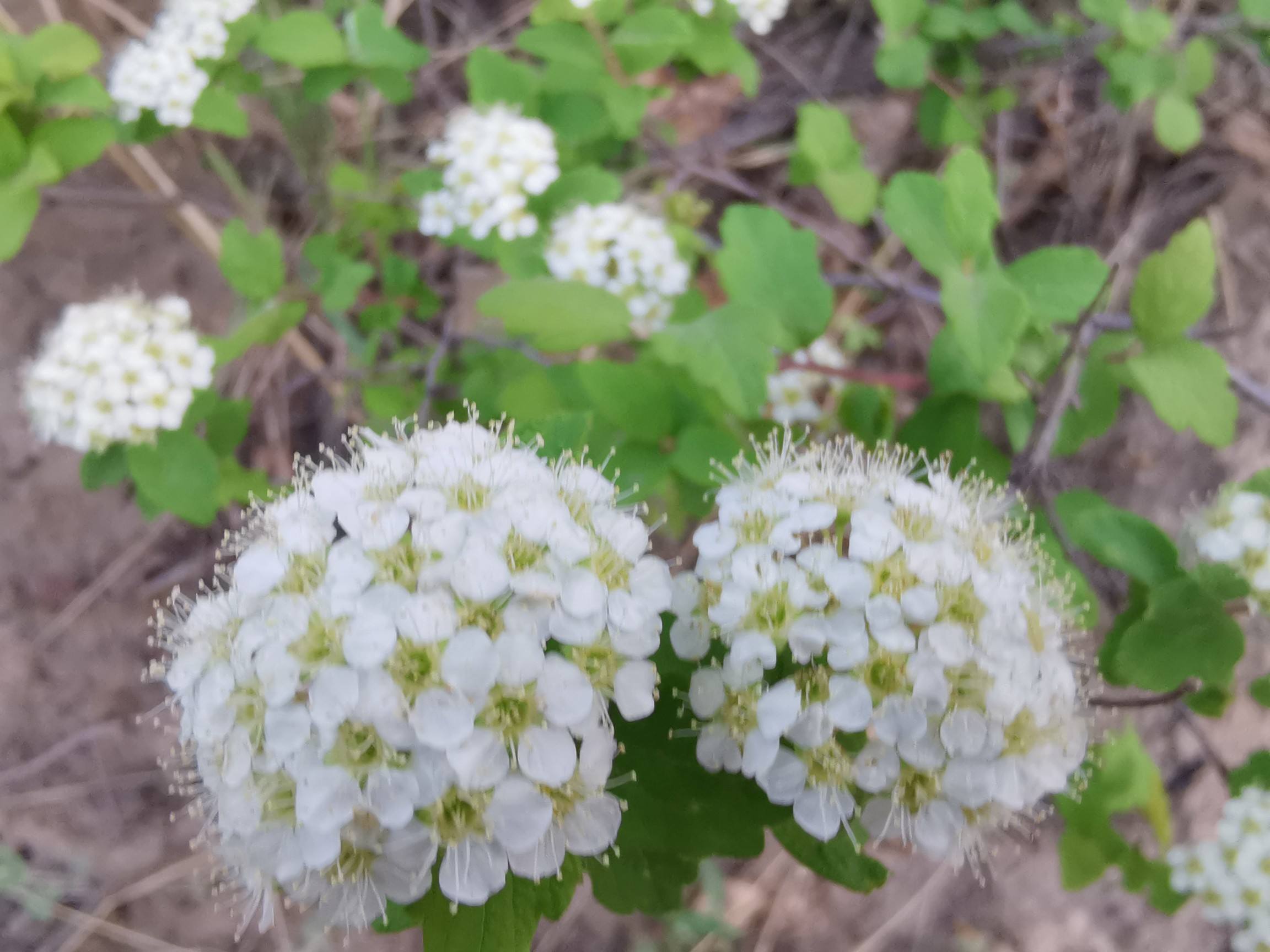 麻叶绣线菊