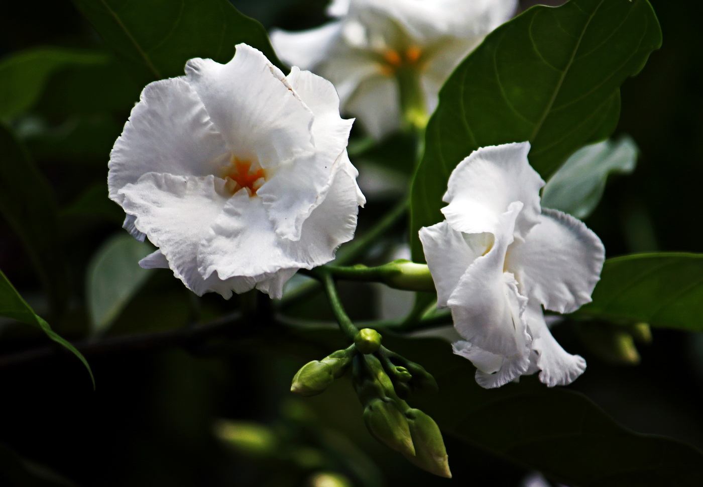 狗牙花