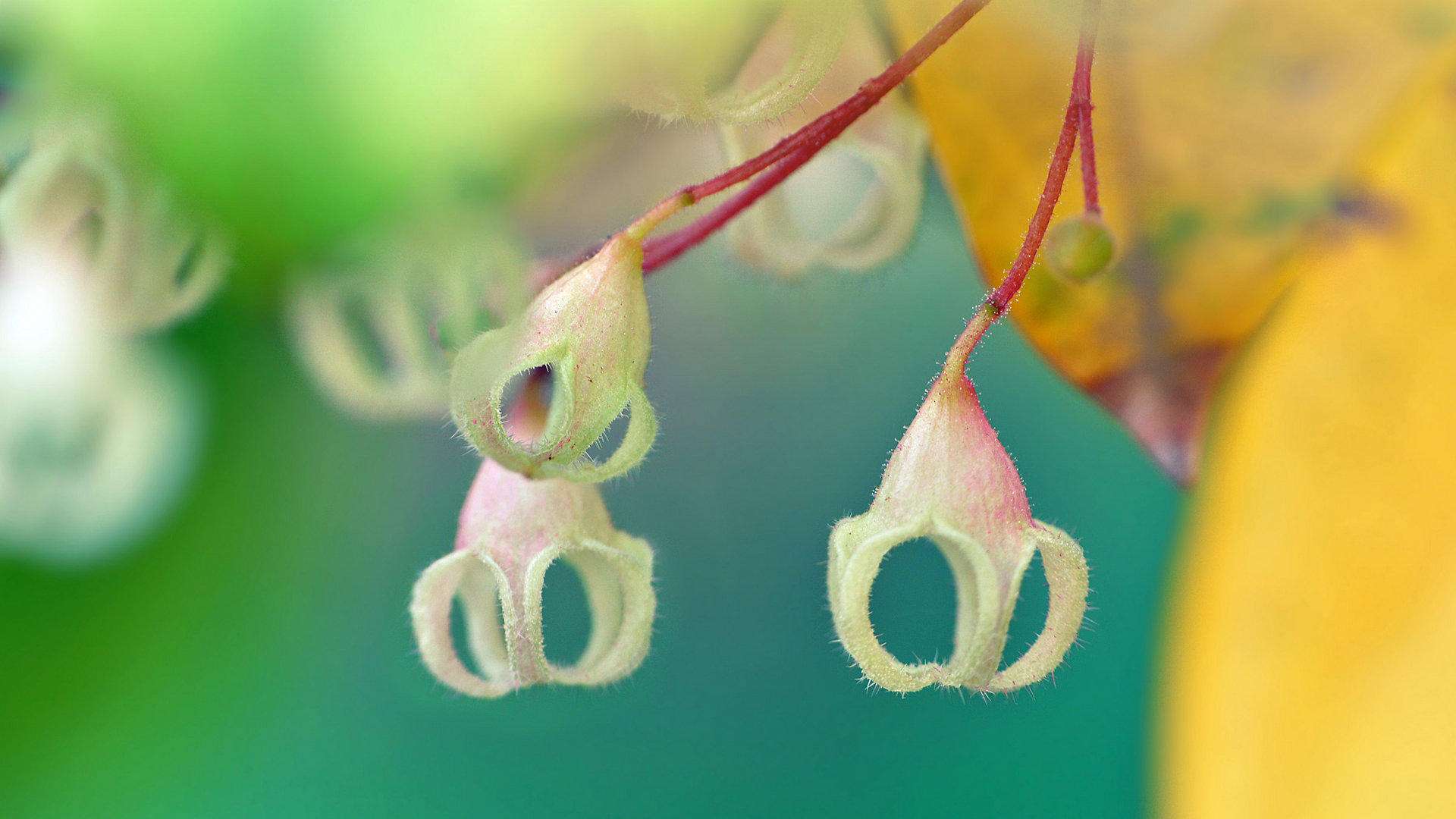 苹婆