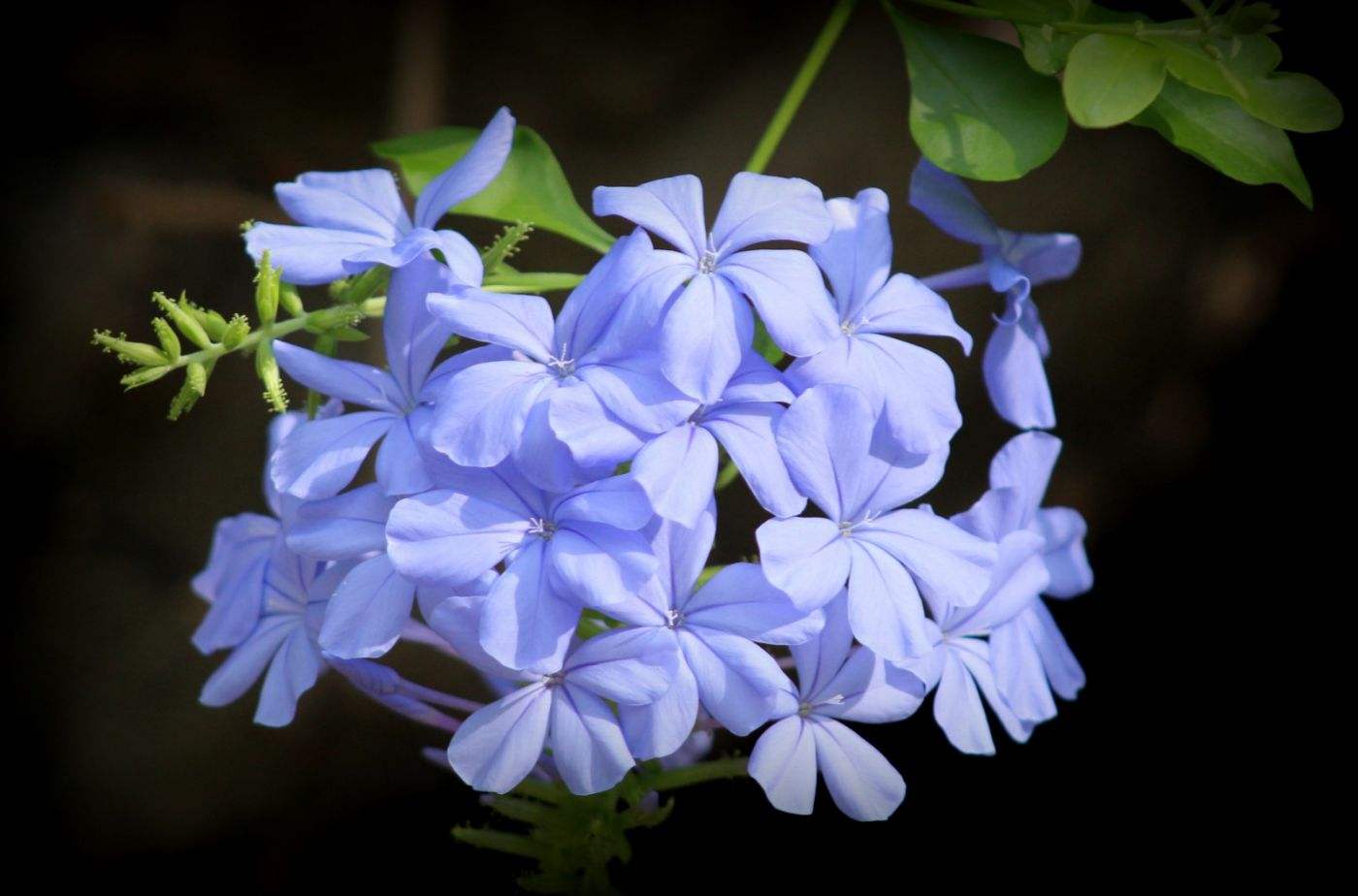 蓝雪花