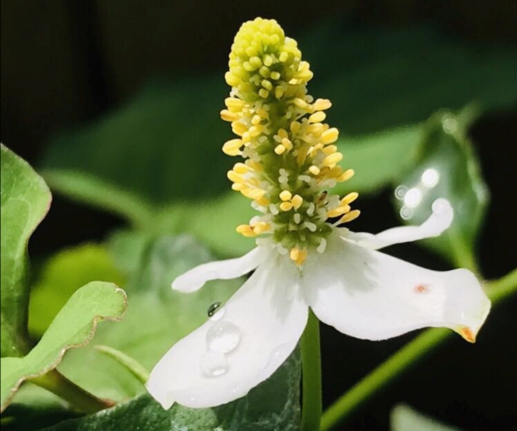 蕺菜