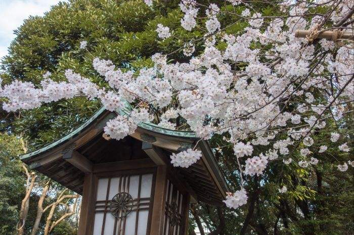 东京樱花