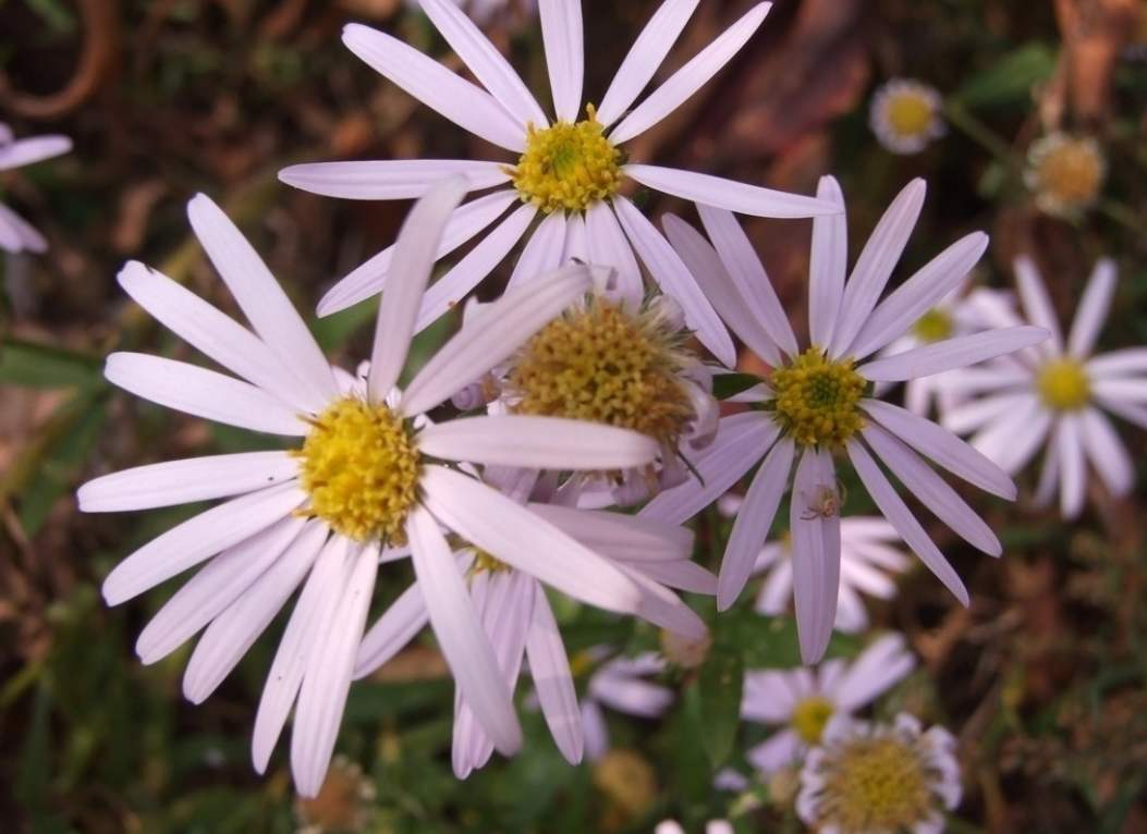 狗娃花