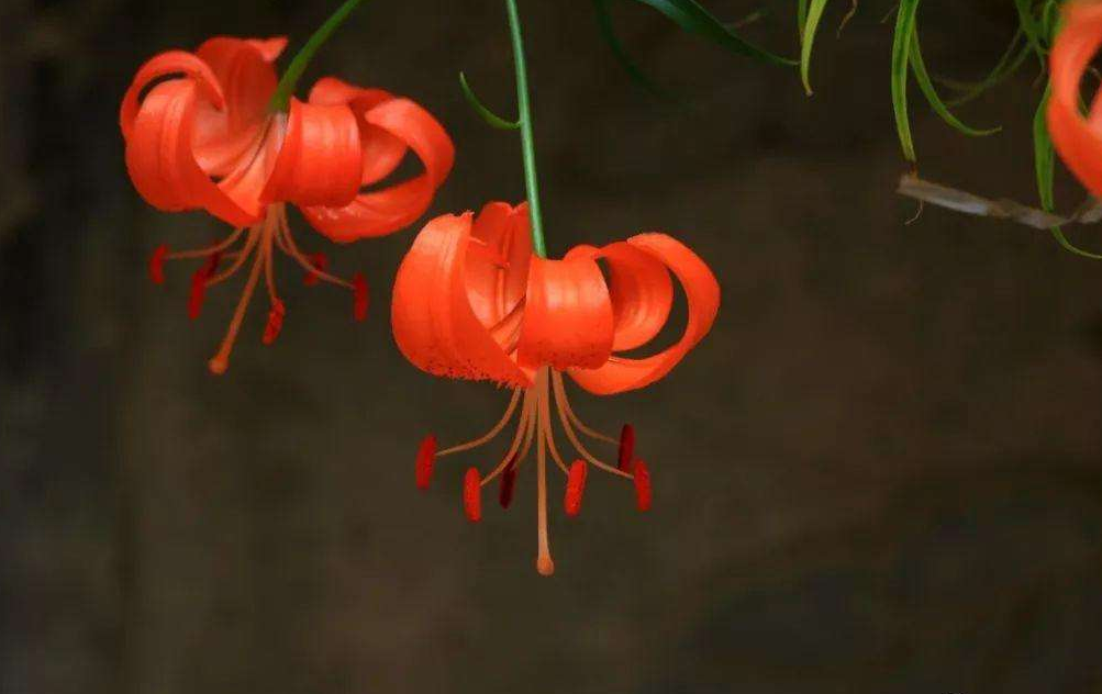 山丹花