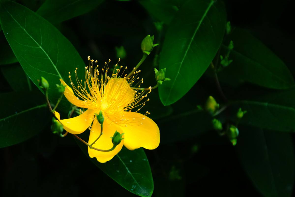 金丝梅形态特征