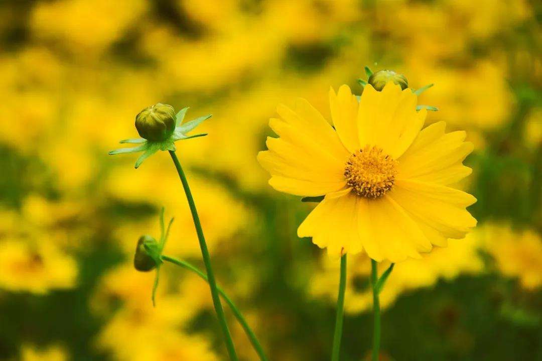 大花金鸡菊