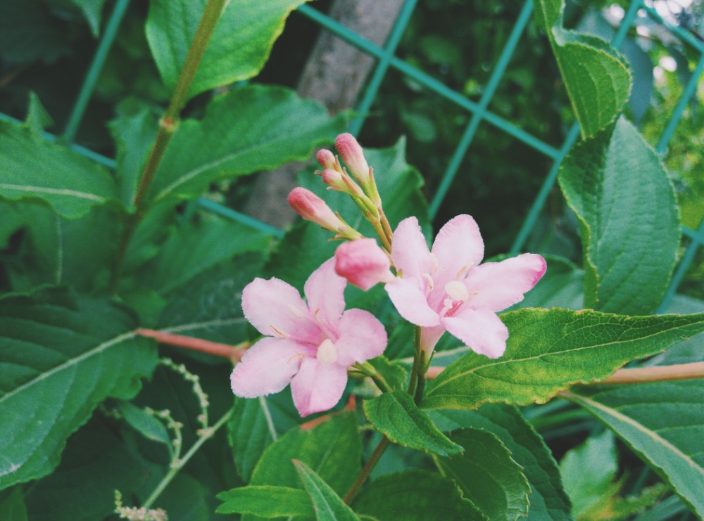 海仙花
