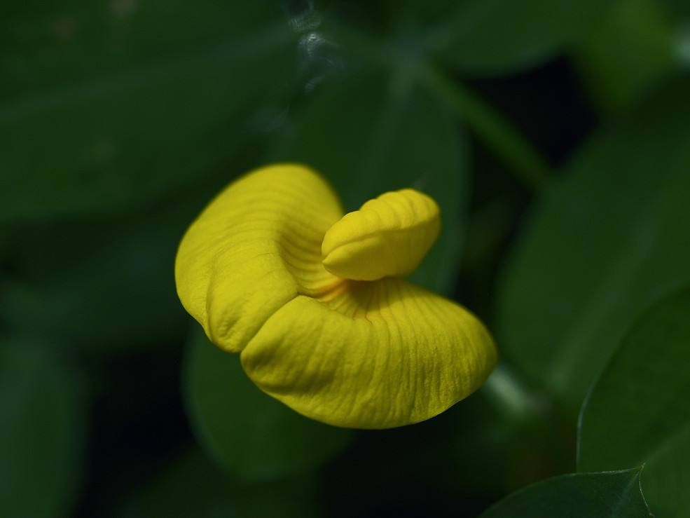 蔓花生