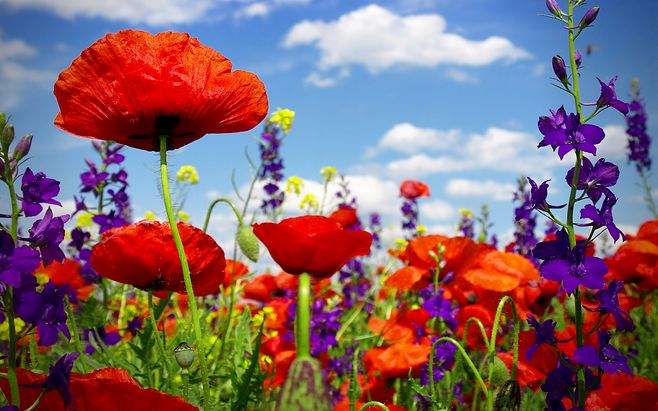 罂粟花