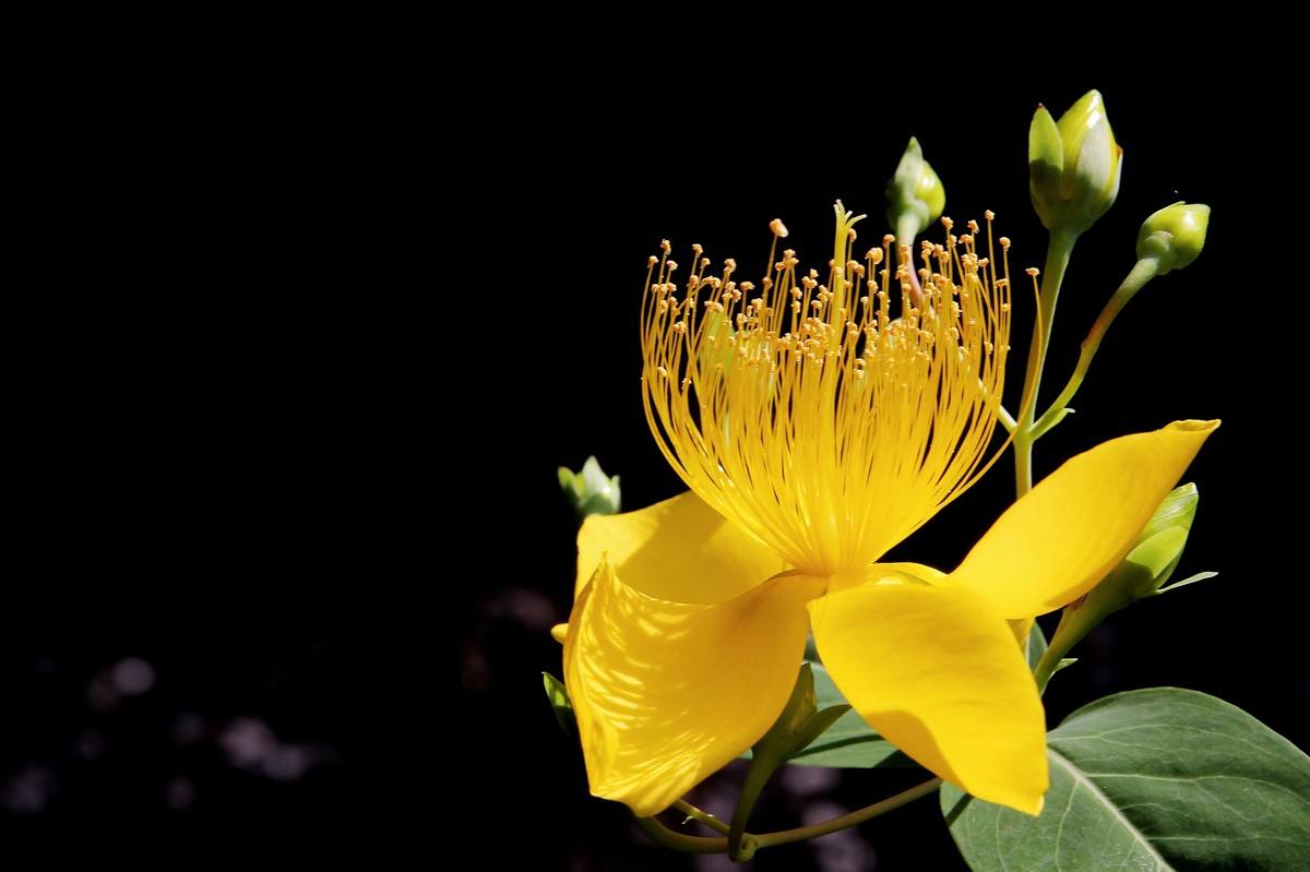 金丝梅形态特征