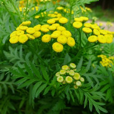 阿尔泰菊蒿养殖方法