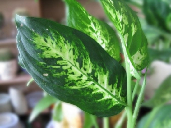 万年青植物怎么养殖
