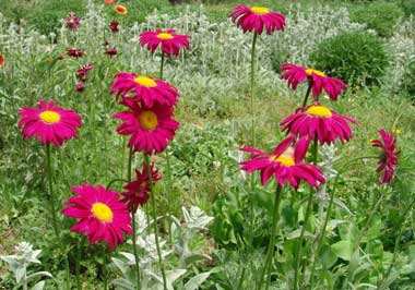 红花除虫菊的繁殖方法