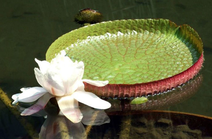 王莲植物学史形态特征