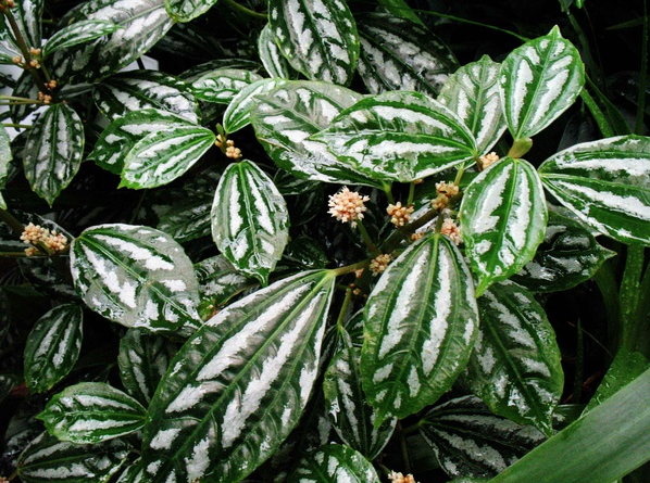 冷水花盆栽技术怎么养