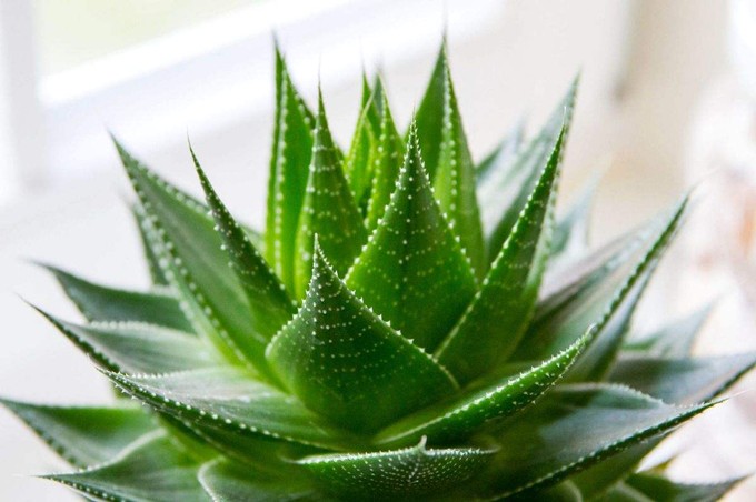 芦荟的养殖方法 盆栽