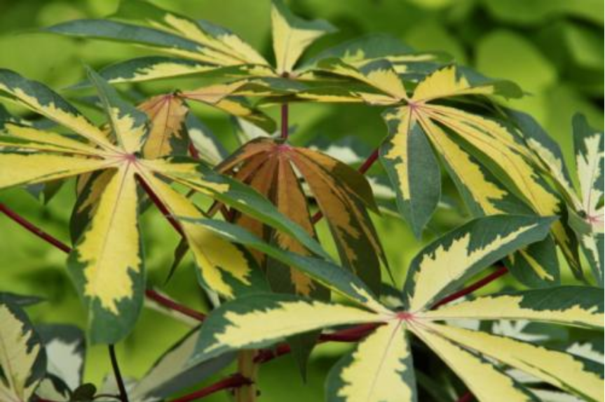 花叶木薯能吃吗?