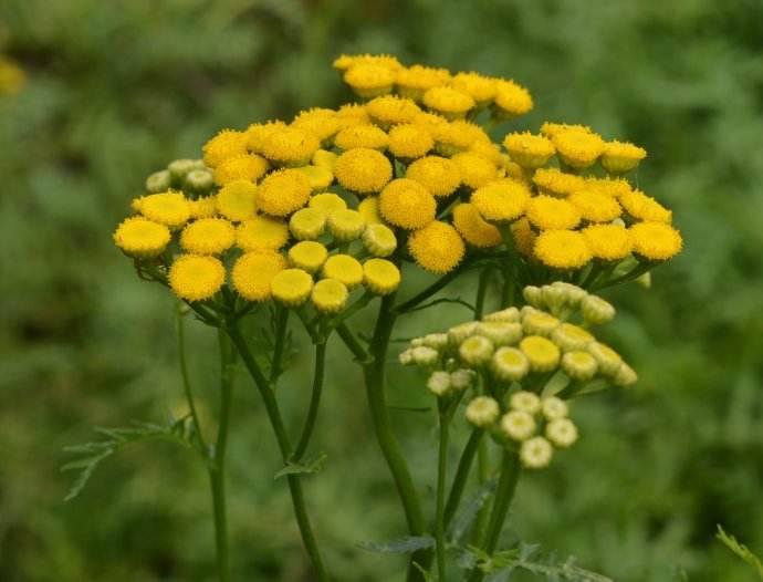 阿尔泰菊蒿养殖方法