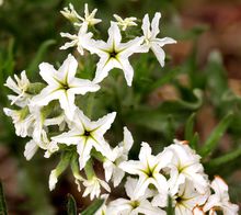 大花线柱兰栽培技术