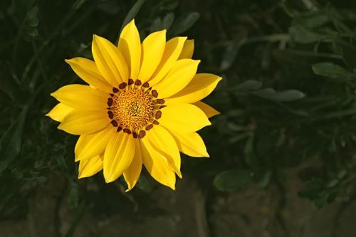 杂种勋章菊繁殖方法