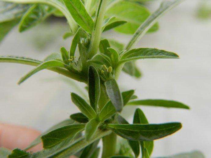 腋花苋的分布与生长习性作用与功效
