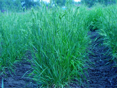 沙生冰草植物学特征
