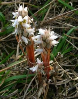 大花线柱兰栽培技术