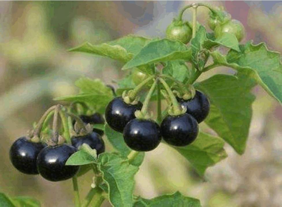 黑天天秧子熬水治啥的