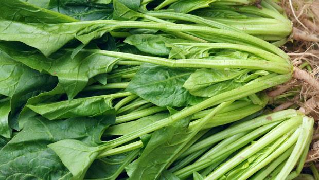 菠菜的最佳种植时间