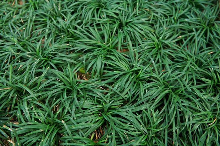 玉龙草种植及养护