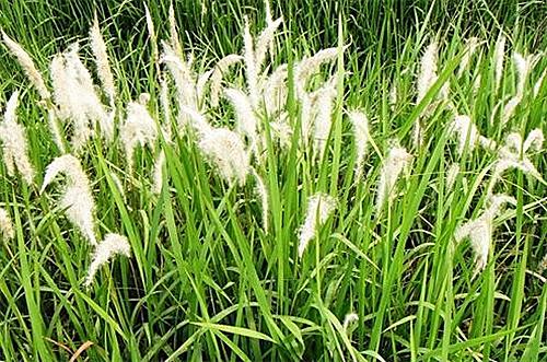 白茅形态特征生长环境
