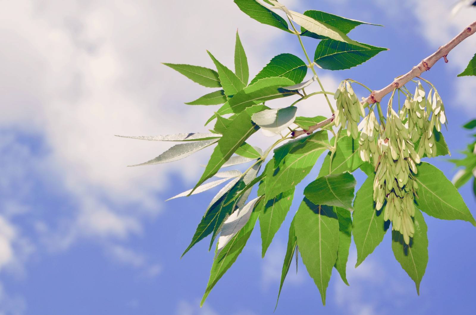 白蜡树