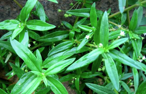 白花蛇舌草