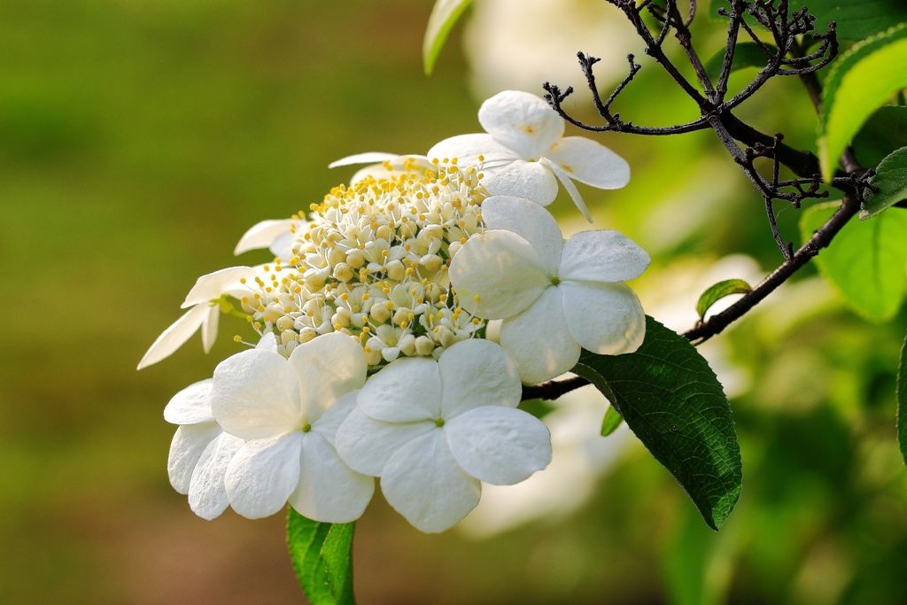 琼花