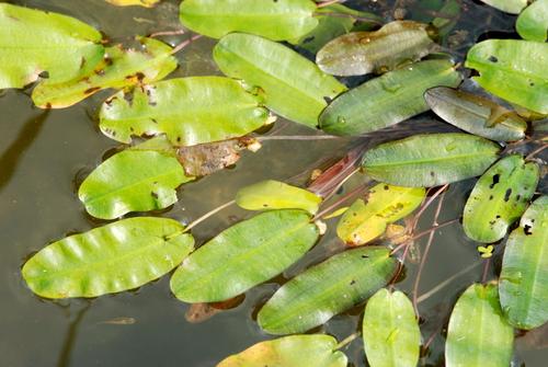 水蕹