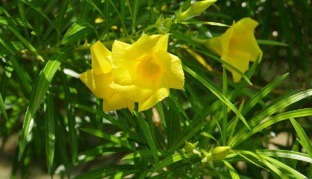 大黄花