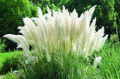 五节芒