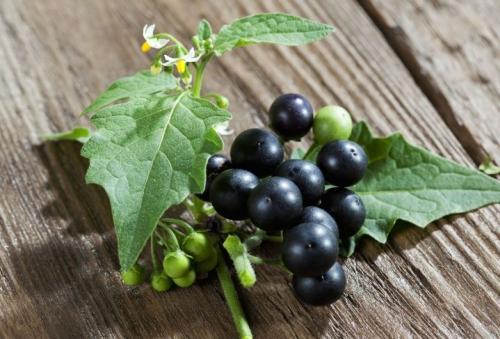 黑天天秧子熬水治啥的