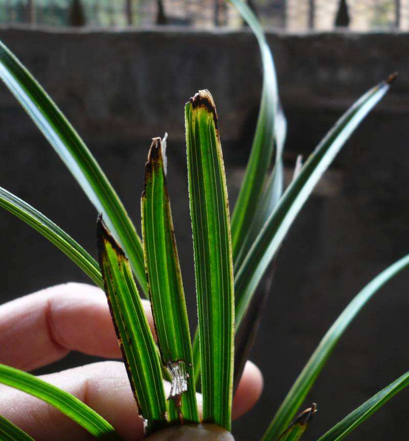 黑草