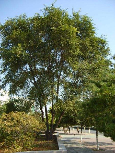榆树