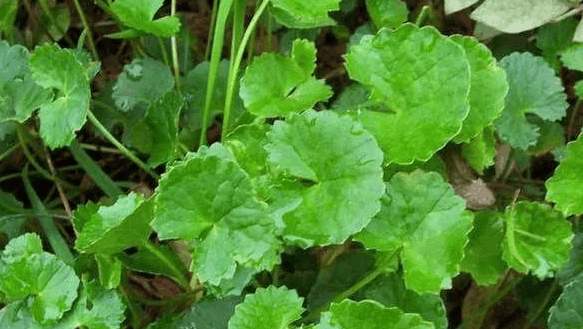 崩大碗形态特征