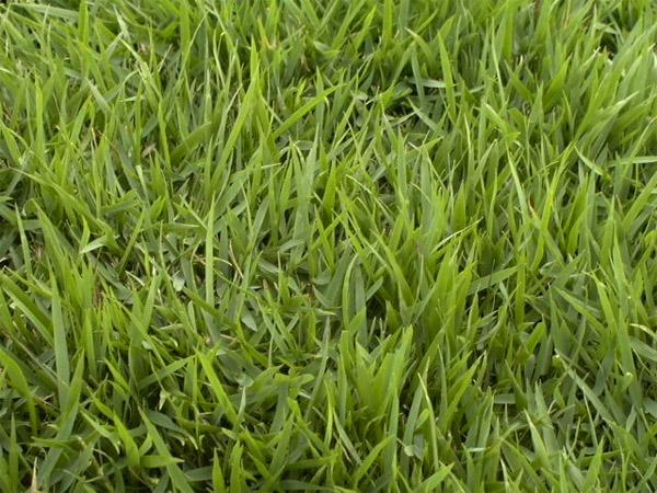 细叶结缕草