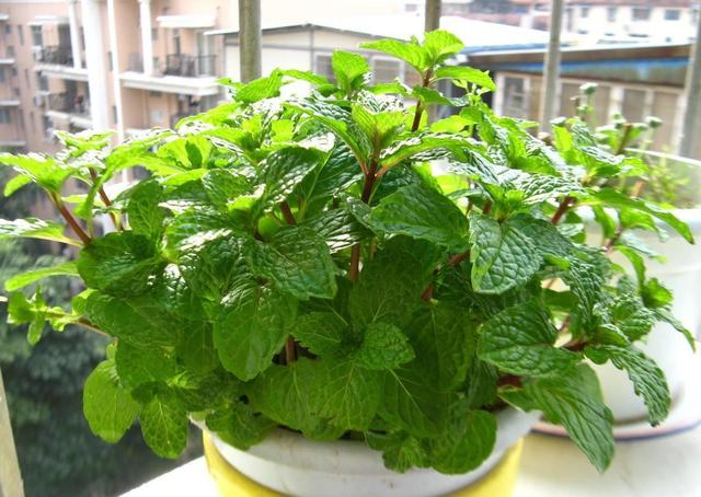 薄荷什么时候开花,夏季会开花吗?